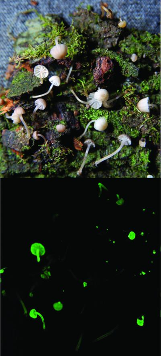Illustration for article titled Glow-in-the-Dark Mushrooms Shed Light on Luminescence
